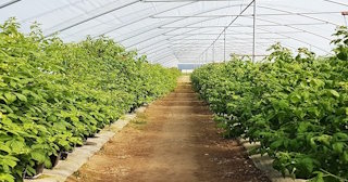 Ягодные туннели для клубники в Иркутске - НавесыРкт, монтаж и продажа от 1050 руб.